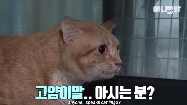 catcctv12_e