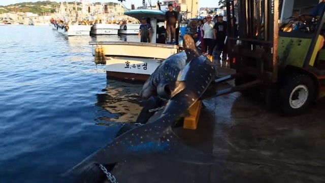 whalesharkinkorea5_e