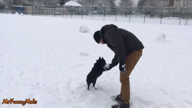 dognsnowballs3_e