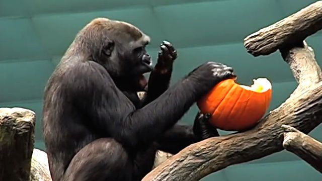 pumpkin1