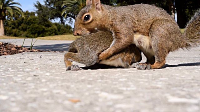 squirrelbaby5