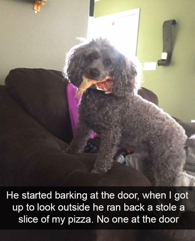 hilarious-dog-snapchats10_e