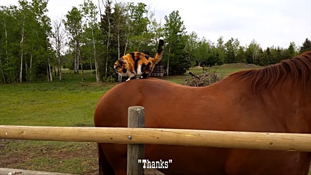 horsetaxi3