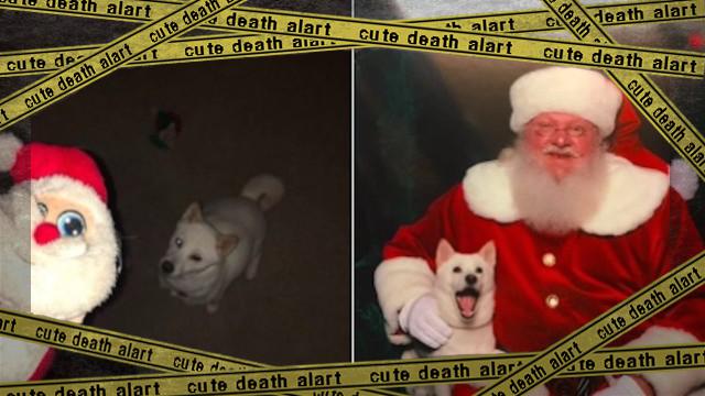 santadog-f_e-frame