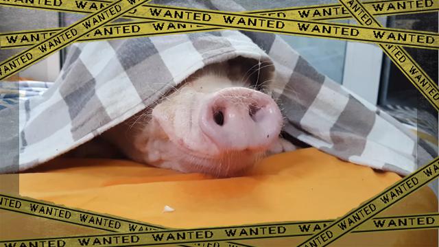 pig-f [www-frame