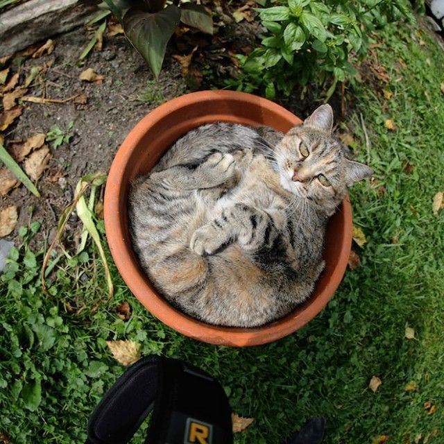 cat-plant13_e