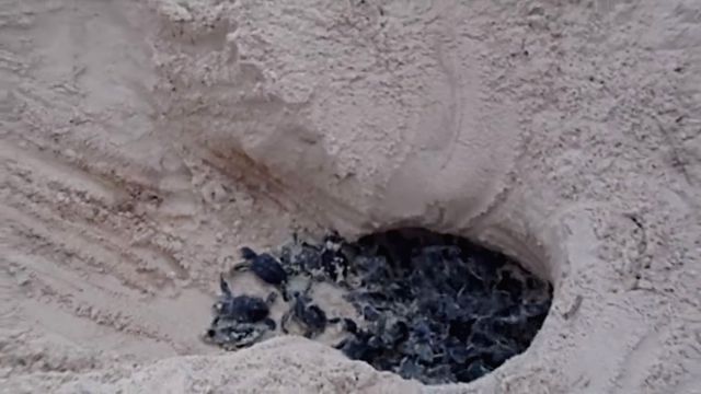 babyseaturtles3