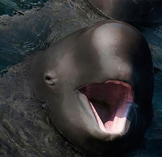 hybrid-animals-you-didnt-know-existed6_e