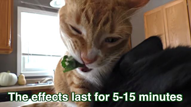 catnip7