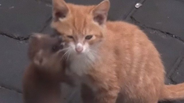 小猫の世話役はイタチの子供 イチャコラが止まらない異種間バディが発見された マランダー