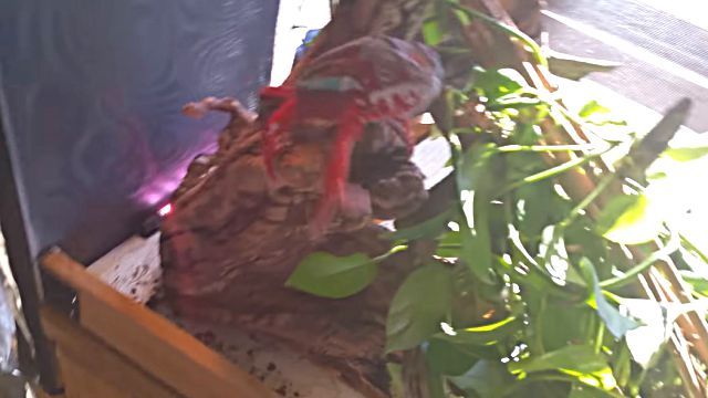 chameleon4