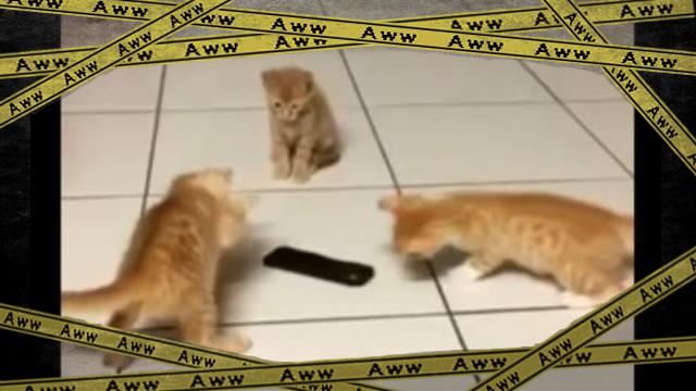 kitten-f [www-frame