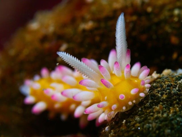 beautiful-unusual-sea-slugs-3__880_e
