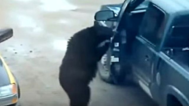 funnybear2