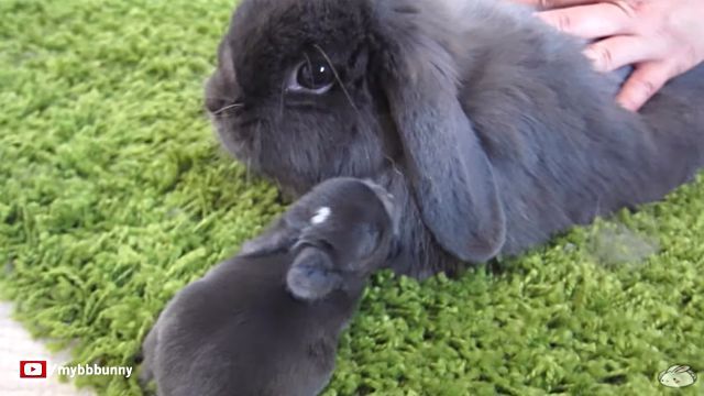 bunny2