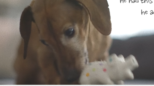 dog-1_e