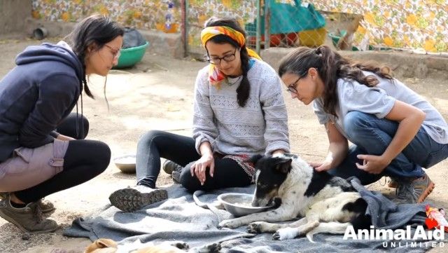 volunteeringatanimalaid7_e