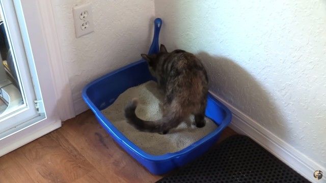 urcatispossessed11_e