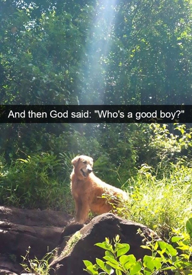 funnyanimals8_e