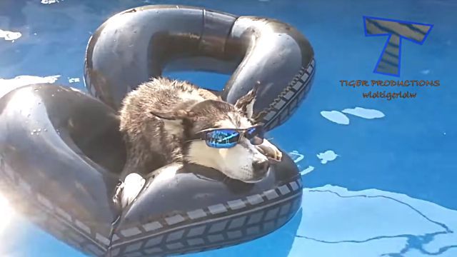 funnyanimalsinpools0