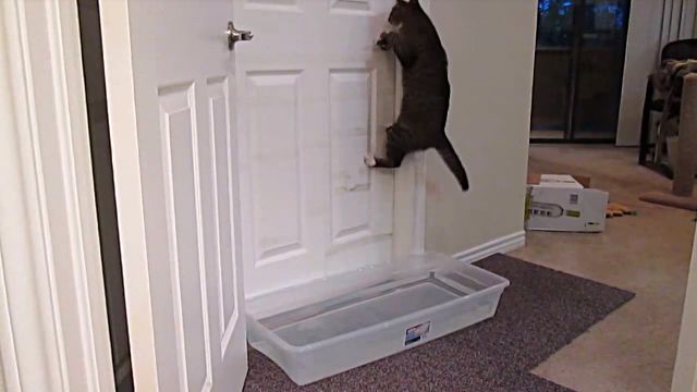 猫ってかしこい！猫がドアを開けるのを阻止するために水をいれたプラケースを置いたところ... : マランダー