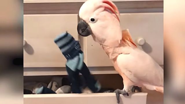 bestpet5