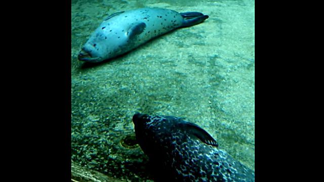 sleepingseal7
