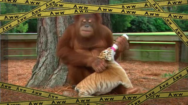 ORANGUTAN 4-frame