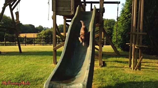 catsnslide2