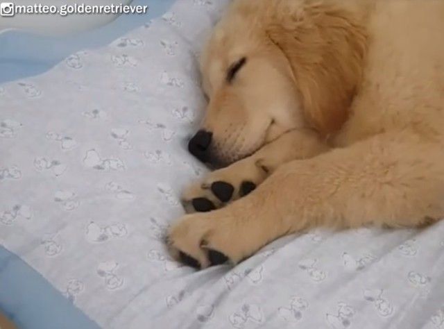 sleepinggolden2_e