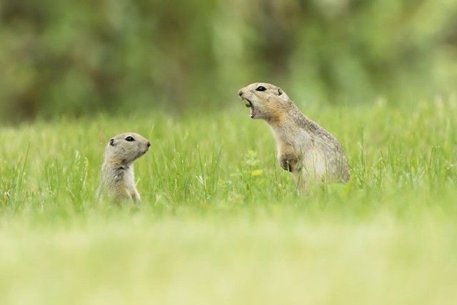 ComedyWildlifePhotoAwards2018 (13)