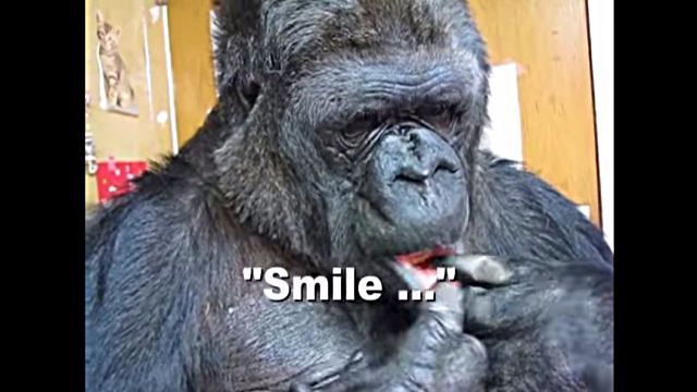 koko4