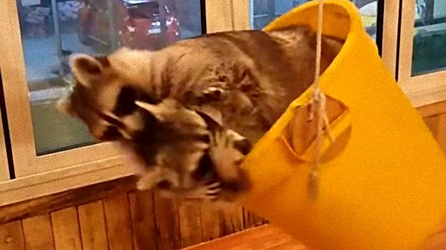 racoonbucket2_e