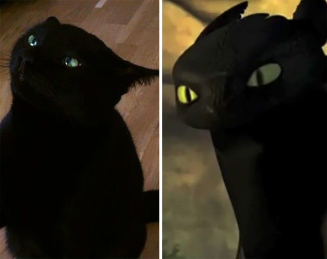 cats-toothless-lookalikes-19-57ce7f814d70b__700_e