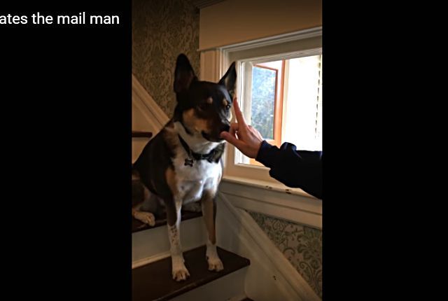 doghatesmailman3