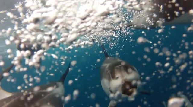 goprodolphin1_e