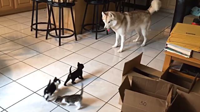 huskynkitten0