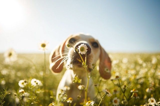 kennel-club-dog-photographer-competition-2017-6_e