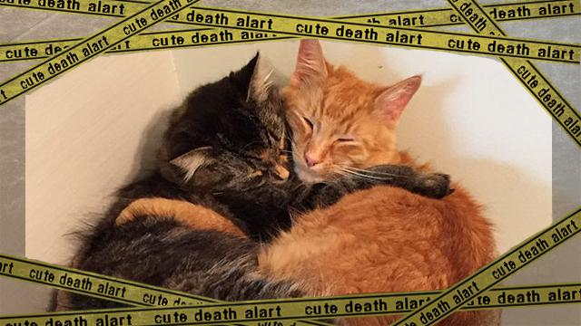 twocats4 [www-frame