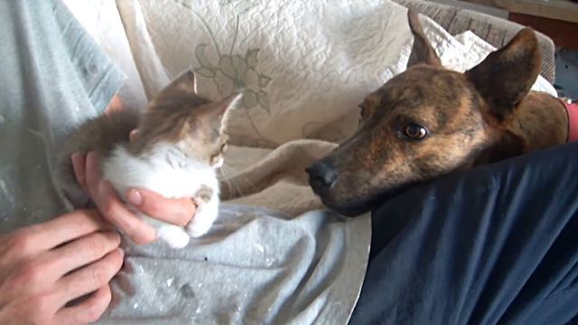 catsndogs2