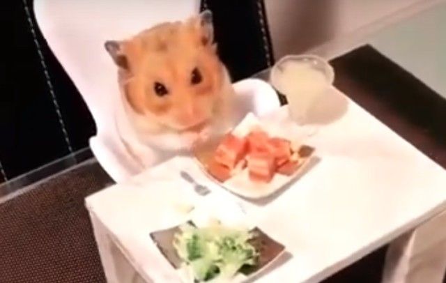 hamstersdate0_e