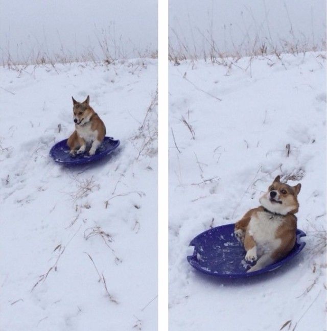 funnydogs_29_e