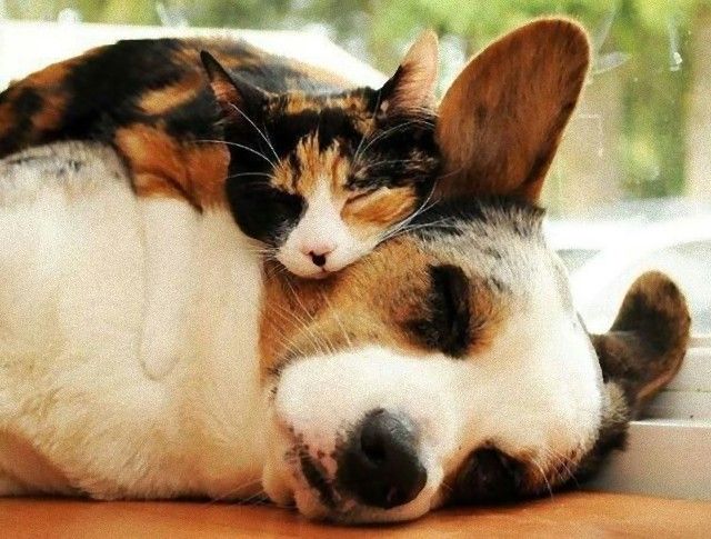 cuddle2_e