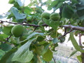 DSCN2563
