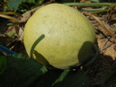 DSCN2605