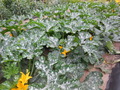 DSCN2596