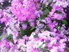 DSCN2499