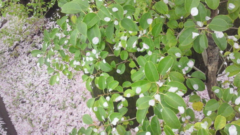 2015桜②