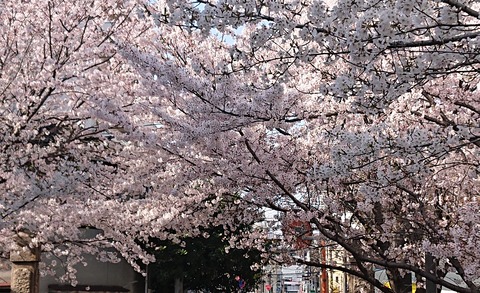 4月の桜⑧