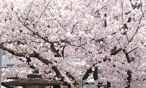 3月30日桜②-1